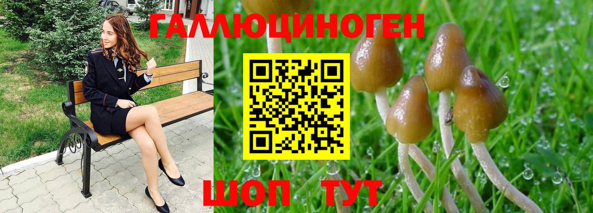 Псилоцибиновые грибы Psilocybe  Вход с VPN  Назрань  Псилоцибиновые грибы Cubensis 